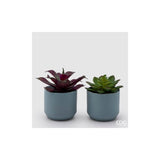 EDG - Agave/Echeveria C/Vase)H13 D9 [Green]