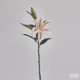 EDG - Lilium Branch C/Bocc H70 (Yf) B8