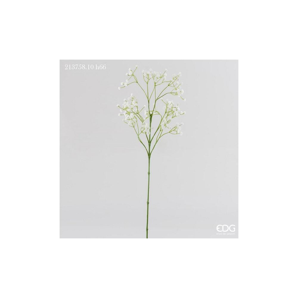 EDG - Gypsophila Olis Ramo H66 (162F)