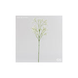 EDG - Gypsophila Olis Branch H66 (162F)