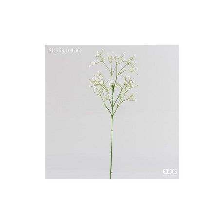 EDG - Rama Gypsophila Olis H66 (162F)