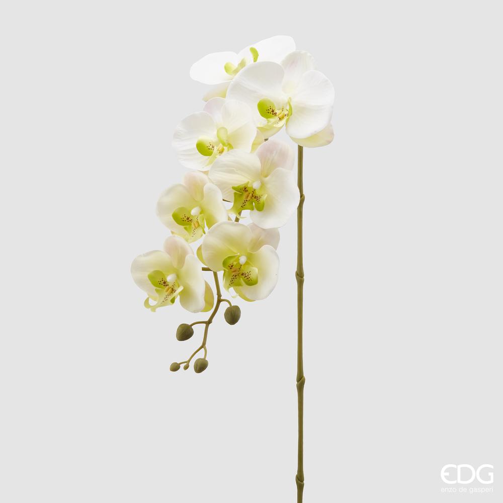 EDG - Orchid Phal.Olisramo 3D X7 H85 C0