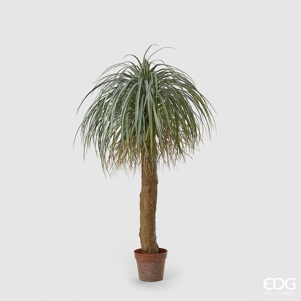 EDG - Planta Beaucarnea C/Maceta H150