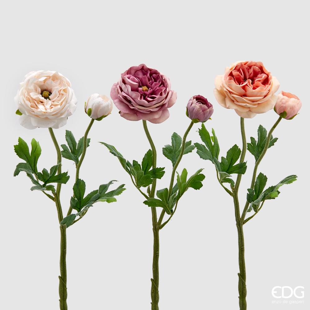 EDG - Ranunculus Royal H45 [Rosa]