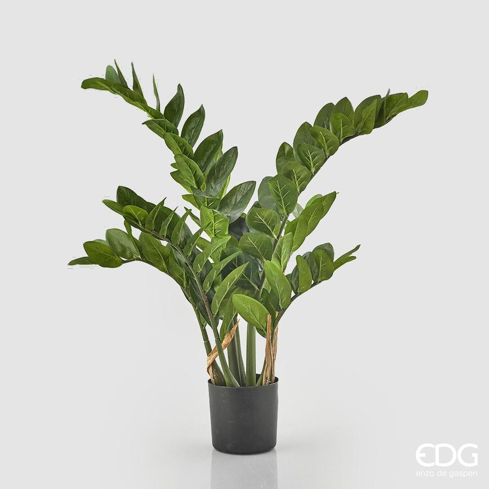 EDG - Zamifolia X11 C/Vase H110 (220Fg) B5