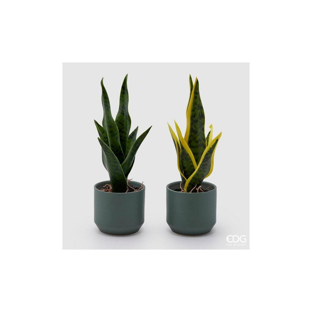 EDG - Sanseveria C/Vase H25 D9 [Green]