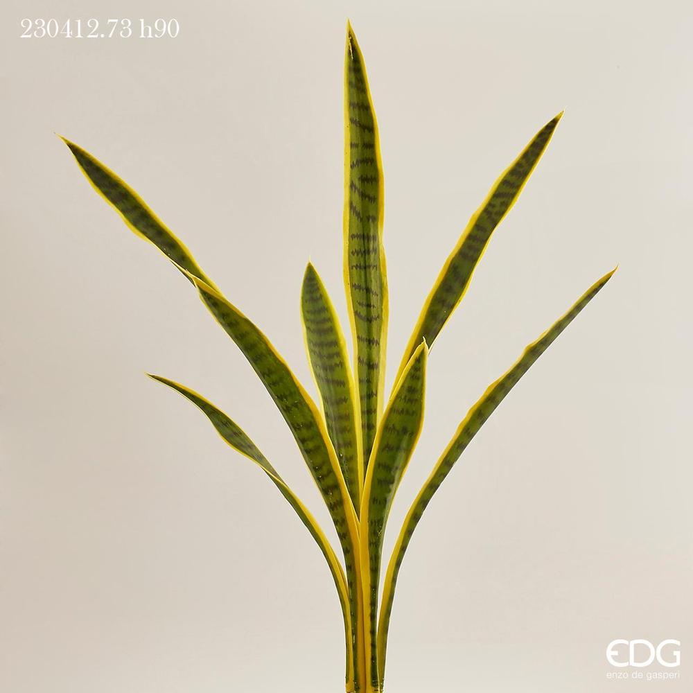 EDG - Sanseveria Chic Planta X8 H90 B7