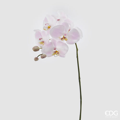 EDG - Orquídea Phal.Real Rama H74 (6F) B3