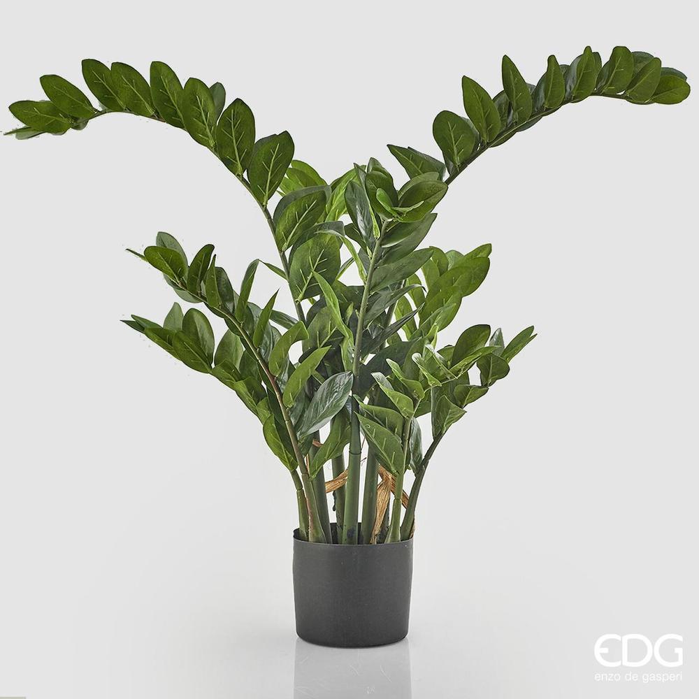 EDG - Zamifolia X15 C/Vase H130 (331Fg) B5
