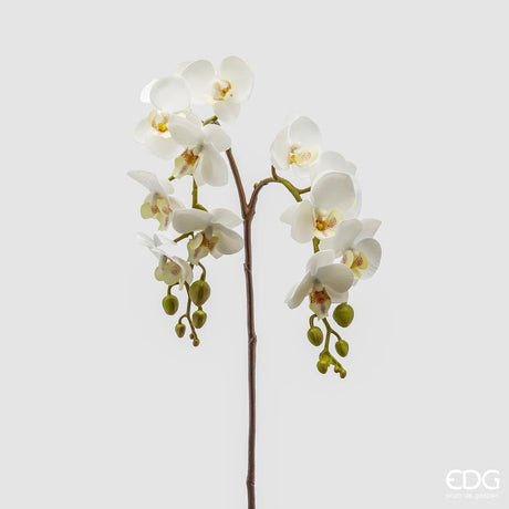 EDG - Orchidea Phal.Olis Ramo X2 H62