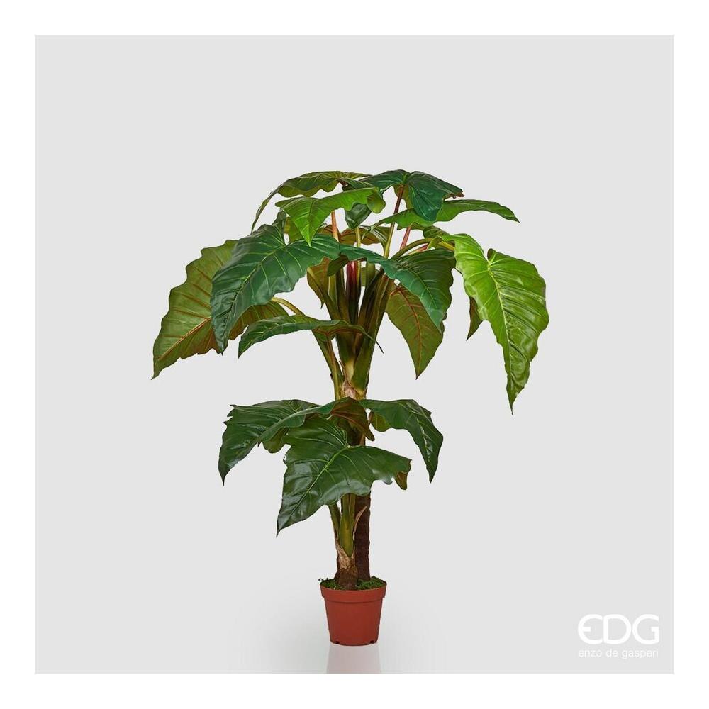 EDG - Alocasia Chic Con Vaso H200(16Fg)