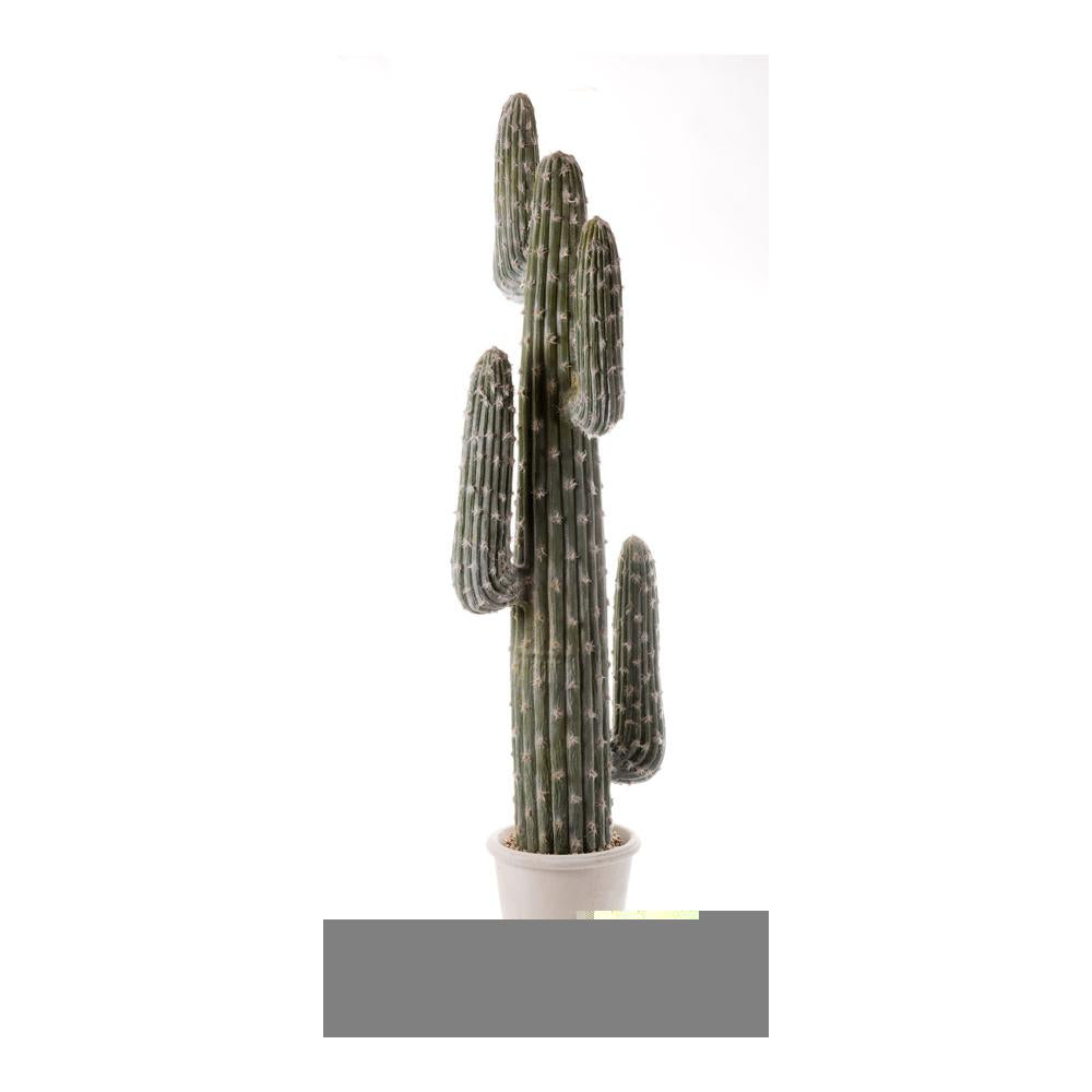 L'OCA NERA - Cactus Da Terra Grande